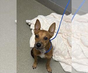 German Shepherd Dog-Unknown Mix Dogs for adoption in Las Vegas, NV, USA