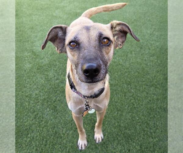 Medium Photo #13 Mutt Puppy For Sale in San Diego, CA, USA