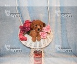 Small Photo #20 Poodle (Toy) Puppy For Sale in SANGER, TX, USA