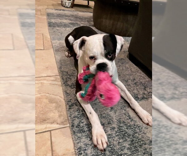 Medium Photo #2 Boxer Puppy For Sale in Austin, TX, USA