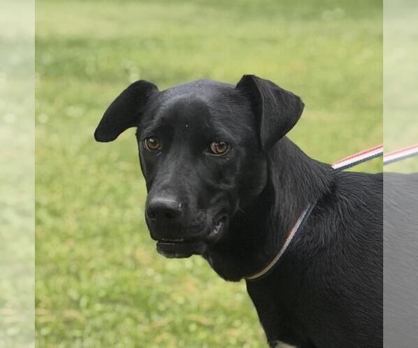 Medium Photo #1 Catahoula Leopard Dog-Labrador Retriever Mix Puppy For Sale in Yardley, PA, USA