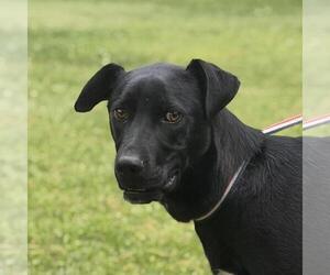 Catahoula Leopard Dog-Labrador Retriever Mix Dogs for adoption in Yardley, PA, USA