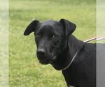 Small Catahoula Leopard Dog-Labrador Retriever Mix
