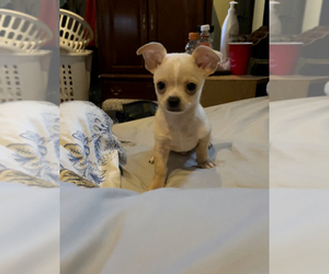 Chihuahua Puppy for sale in COLUMBIA, SC, USA
