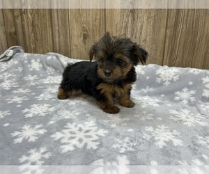 Yorkshire Terrier Puppy for sale in MYRTLE, MO, USA