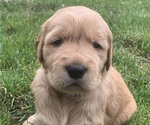 Small Photo #7 Golden Retriever Puppy For Sale in ELKHART, IN, USA