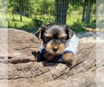 Small #4 Yorkshire Terrier