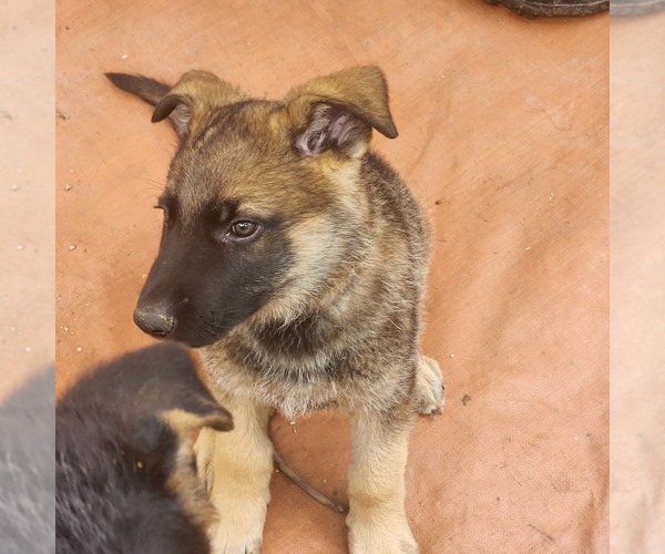 Medium Photo #1 German Shepherd Dog Puppy For Sale in PEARISBURG, VA, USA