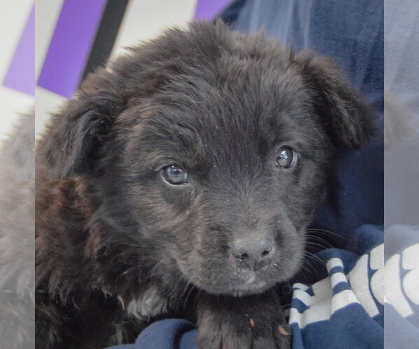 Medium Photo #6 Golden Retriever-Unknown Mix Puppy For Sale in Huntley, IL, USA
