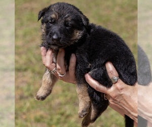 Medium German Shepherd Dog