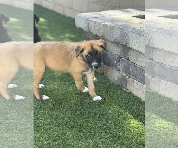 Medium Photo #7 Labrador Retriever-Unknown Mix Puppy For Sale in San Diego, CA, USA