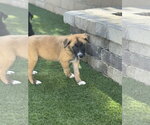 Small #6 Labrador Retriever Mix