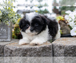 Puppy Libby Shiranian