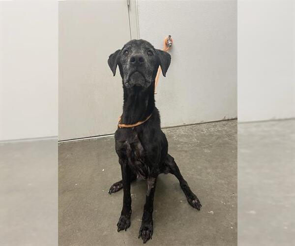 Medium Photo #2 Labrador Retriever Puppy For Sale in Rosenberg, TX, USA