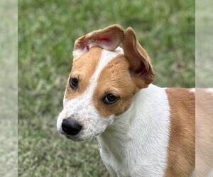Labrador Retriever-Unknown Mix Dogs for adoption in Yardley, PA, USA