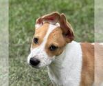 Small Labrador Retriever Mix