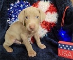 Small Photo #13 Weimaraner Puppy For Sale in NEWCASTLE, OK, USA