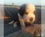 Small Photo #16 Saint Bernard Puppy For Sale in SPENCERVILLE, IN, USA