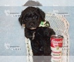 Small Photo #14 Australian Shepherd-Poodle (Toy) Mix Puppy For Sale in SANGER, TX, USA