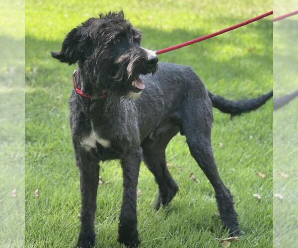 Medium Photo #3 Boxer-Poodle (Standard) Mix Puppy For Sale in Yardley, PA, USA