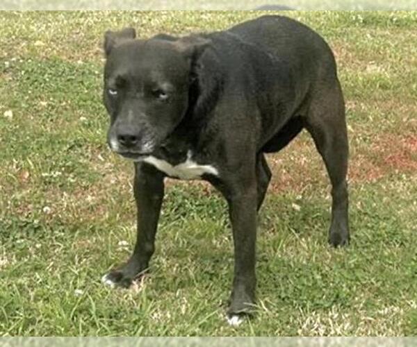 Medium Photo #1 Labsky Puppy For Sale in Houston, TX, USA