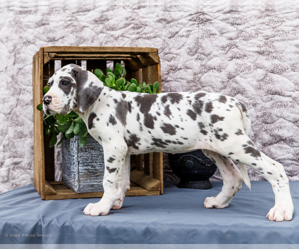 Medium Photo #9 Great Dane Puppy For Sale in WAKARUSA, IN, USA