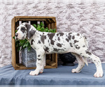 Small #8 Great Dane