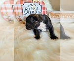 Small Photo #5 Faux Frenchbo Bulldog Puppy For Sale in PASCO, WA, USA