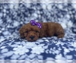Small #7 Cavapoo