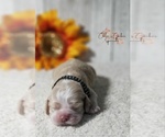 Puppy ASHER Cocker Spaniel