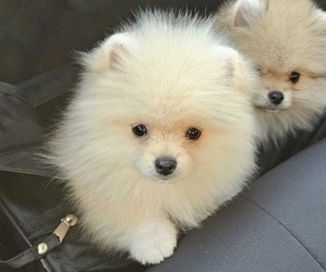 Miniature Spitz Puppy for sale in MOUNT WOLF, PA, USA