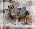 Small #10 Miniature Australian Shepherd