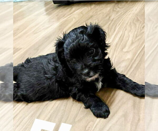 Medium Photo #1 Mutt Puppy For Sale in Spring Lake, NC, USA