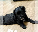 Small Mutt
