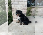 Puppy Garruk Bernedoodle