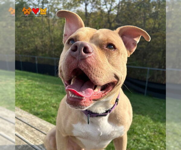 Medium Photo #1 American Pit Bull Terrier Puppy For Sale in Center Township, PA, USA