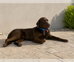 Small #2 Labrador Retriever