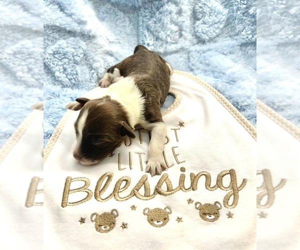 Medium Photo #1 Portuguese Water Dog Puppy For Sale in BAYTOWN, TX, USA