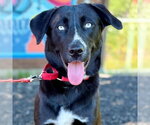 Small #5 Retriever  Mix