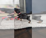Small Photo #39 Doberman Pinscher Puppy For Sale in WHEELING, IL, USA
