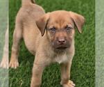 Small #4 Labrador Retriever Mix