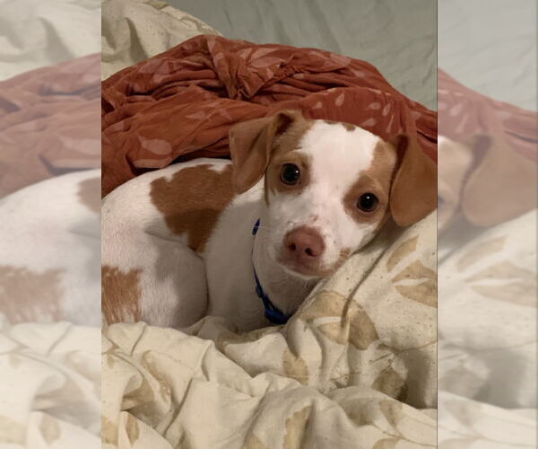 Medium Photo #1 Italian Greyhuahua Puppy For Sale in San Francisco, CA, USA