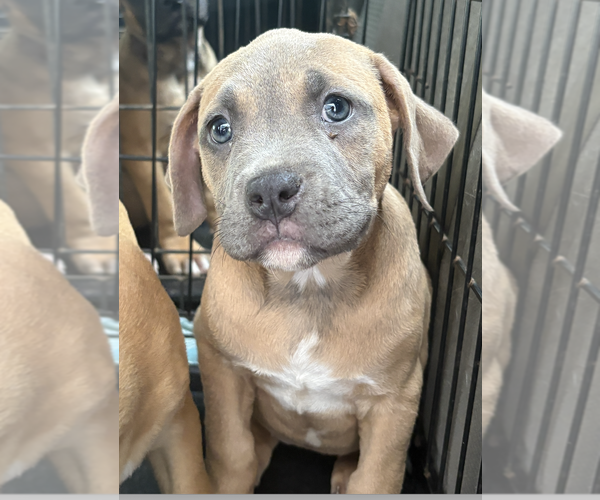 Medium Photo #1 Catahoula Leopard Dog-Unknown Mix Puppy For Sale in Decatur, GA, USA