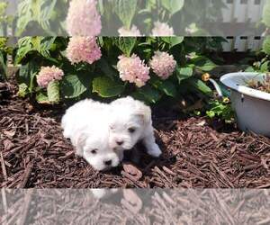 Maltese Puppy for Sale in BRANSON, Missouri USA