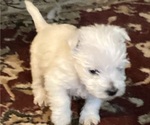 Small #9 West Highland White Terrier