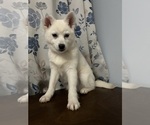 Small Photo #37 Alaskan Klee Kai Puppy For Sale in DURHAM, CT, USA