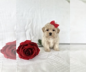 ShihPoo Puppy for sale in ELKTON, KY, USA