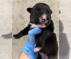Labrador Retriever-Unknown Mix Dogs for adoption in San Bernardino, CA, USA