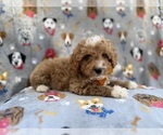 Small #1 Cavapoo (Miniature)