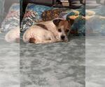 Small Chihuahua